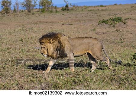 Lion (Panthera leo), Masai Mara National Reserve, Kenya, East Africa, Africa, PublicGround, Africa View Large Photo Image Stock Image - Lion (Panthera leo), Masai Mara National Reserve, Kenya, East Africa, Africa, PublicGround, Africa. Fotosearch