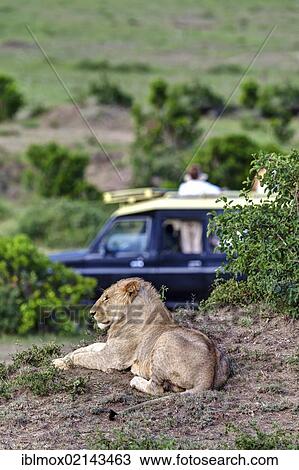 Lion (Panthera leo) resting in front of a safari vehicle, Masai Mara National Reserve, Kenya, East Africa, Africa, PublicGround, Africa View Large Photo Image Stock Image - Lion (Panthera leo) resting in front of a safari vehicle, Masai Mara National Reserve, Kenya, East Africa, Africa, PublicGround, Africa. Fotosearch