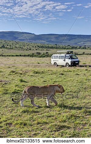 Lion (Panthera leo) walking along in front of a safari bus, Masai Mara National Reserve, Kenya, East Africa, Africa, PublicGround, Africa View Large Photo Image Stock Photography - Lion (Panthera leo) walking along in front of a safari bus, Masai Mara National Reserve, Kenya, East Africa, Africa, PublicGround, Africa. Fotosearch