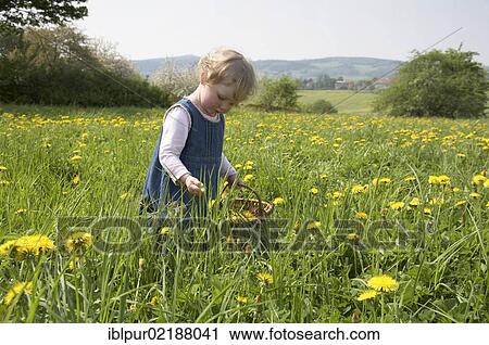 Little girl carrying a basket picking dandelions on a flower meadow View Large Photo Image Stock Image - Little girl carrying a basket picking dandelions on a flower meadow. Fotosearch