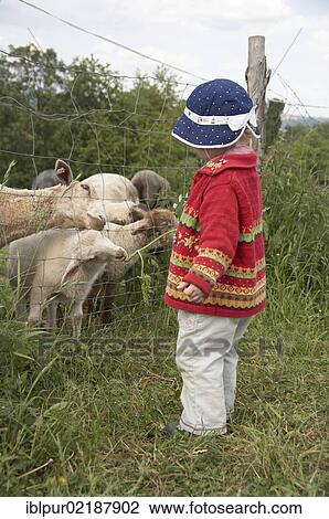 Stock Image - Little girl feeding sheep, Germany, Europe. Fotosearch