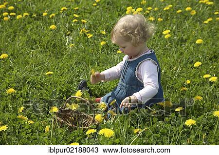 Stock Image - Little girl with a basket picking dandelions on a flower meadow. Fotosearch