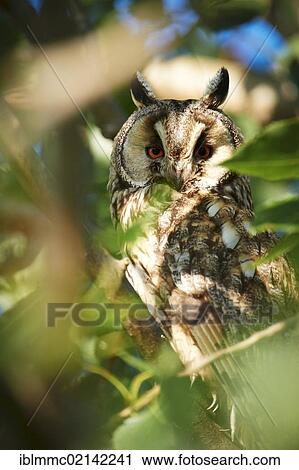 Stock Image - Long-eared Owl (Asio otus), Apetlon, Burgenland, Austria, Europe. Fotosearch
