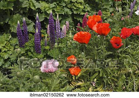Stock Image - Lupines (Lupinus) and Poppies (Papaver), Glenveagh Castle Gardens, Glenveagh National Park, County Donegal, Ireland, Europe. Fotosearch