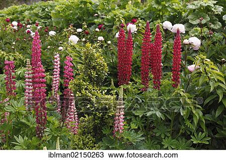 Lupines (Lupinus), Glenveagh Castle Gardens, Glenveagh National Park, County Donegal, Ireland, Europe View Large Photo Image Stock Image - Lupines (Lupinus), Glenveagh Castle Gardens, Glenveagh National Park, County Donegal, Ireland, Europe. Fotosearch