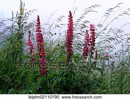 Lupines (Lupinus polyphullus) and grass with raindrops View Large Photo Image Stock Image - Lupines (Lupinus polyphullus) and grass with raindrops. Fotosearch