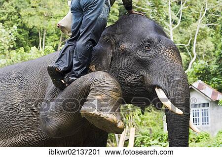 Mahout mounting an Asian Elephant (Elephas maximus), Tangkahan, on the border of Gunung Leuser National Park, Sumatra, Indonesia, Asia View Large Photo Image Stock Image - Mahout mounting an Asian Elephant (Elephas maximus), Tangkahan, on the border of Gunung Leuser National Park, Sumatra, Indonesia, Asia. Fotosearch