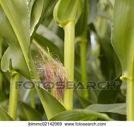 Stock Photo - Maize or Corn (Zea mays), Ottmaring, Bavaria, Germany, Europe. Fotosearch