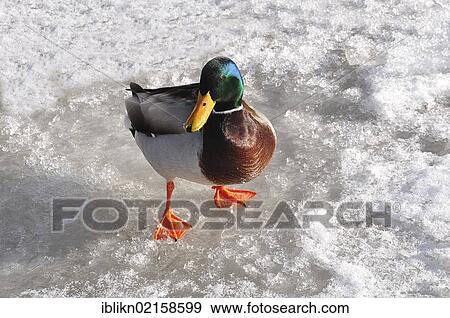 Mallard (Anas platyrhynchos), drake standing on the ice, Port of Hamburg in the winter, Hamburg, Germany, Europe View Large Photo Image Stock Photo - Mallard (Anas platyrhynchos), drake standing on the ice, Port of Hamburg in the winter, Hamburg, Germany, Europe. Fotosearch