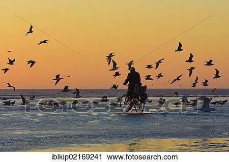 Man biking on the beach during the low tide at sunset, surrounded by seagulls, Essaouira, Morocco, Africa View Large Photo Image Stock Image - Man biking on the beach during the low tide at sunset, surrounded by seagulls, Essaouira, Morocco, Africa. Fotosearch