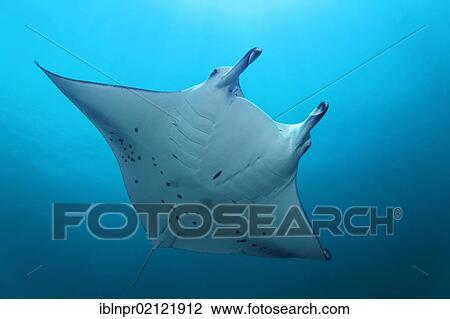 Stock Image - Manta Ray (Manta birostris) swimming in blue water, Great Barrier Reef, UNESCO World Heritage Site, Cairns, Queensland, Australia, Pacific, Oceania. Fotosearch