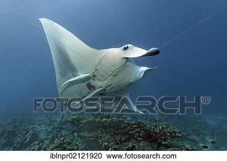 Manta Ray (Manta birostris) with Remora (Echeneis naucrates) swimming above coral reef to cleaning station, Great Barrier Reef, UNESCO World Heritage Site, Cairns, Queensland, Australia, Pacific, Oceania View Large Photo Image Stock Image - Manta Ray (Manta birostris) with Remora (Echeneis naucrates) swimming above coral reef to cleaning station, Great Barrier Reef, UNESCO World Heritage Site, Cairns, Queensland, Australia, Pacific, Oceania. Fotosearch