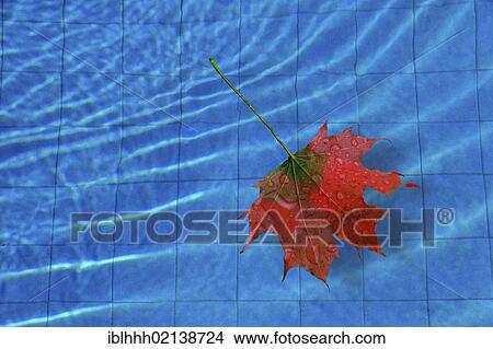 Maple leaf (Acer) in a pool View Large Photo Image Picture - Maple leaf (Acer) in a pool. Fotosearch