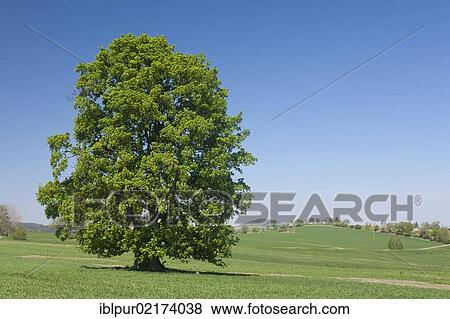 Stock Photo - Maple tree (Acer), blossoming single tree in a field, Glashuette, Saxony, Germany, Europe. Fotosearch