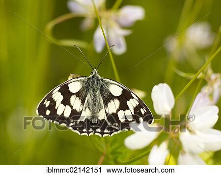 Marbled White butterfly (Melanargia galathea), Augsburg, Bavaria, Germany, Europe View Large Photo Image Stock Image - Marbled White butterfly (Melanargia galathea), Augsburg, Bavaria, Germany, Europe. Fotosearch