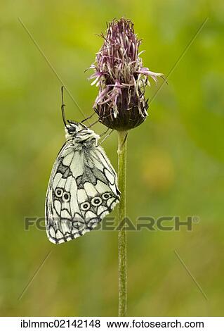 Stock Photo - Marbled White butterfly (Melanargia galathea), Augsburg, Bavaria, Germany, Europe. Fotosearch