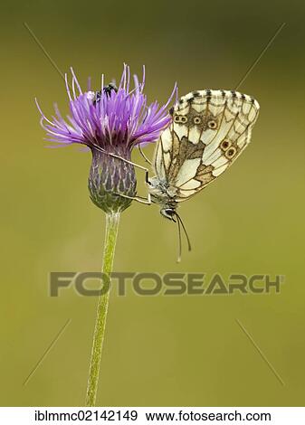 Stock Photo - Marbled White butterfly (Melanargia galathea) on a thistle, Augsburg, Bavaria, Germany, Europe. Fotosearch