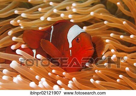 Maroon Clownfish (Premnas biaculeatus) in sea anemone, Great Barrier Reef, UNESCO World Heritage Site, Cairns, Queensland, Australia, Pacific, Oceania View Large Photo Image Stock Photo - Maroon Clownfish (Premnas biaculeatus) in sea anemone, Great Barrier Reef, UNESCO World Heritage Site, Cairns, Queensland, Australia, Pacific, Oceania. Fotosearch