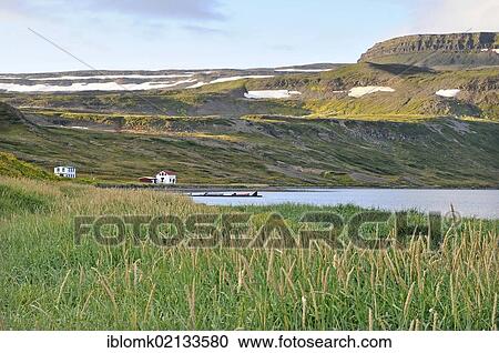 Stock Image - Marram grass, Hesteyri, Hesteyrarfjoerður or Joekulfirðir, Hornstrandir hiking paradise, Westfjords, Iceland, Europe. Fotosearch