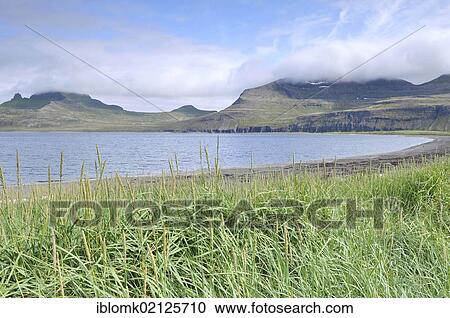 Marram grass, Hornbjarg, Hornvík or Hornvik bay, Hornstrandir, Westfjords, Iceland, Europe View Large Photo Image Stock Image - Marram grass, Hornbjarg, Hornvík or Hornvik bay, Hornstrandir, Westfjords, Iceland, Europe. Fotosearch