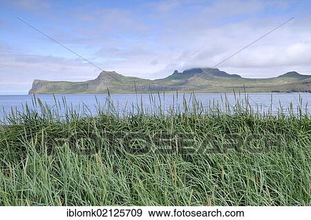 Marram grass, Hornbjarg, Hornvík or Hornvik bay, Hornstrandir, Westfjords, Iceland, Europe View Large Photo Image Stock Photo - Marram grass, Hornbjarg, Hornvík or Hornvik bay, Hornstrandir, Westfjords, Iceland, Europe. Fotosearch
