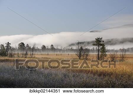 Stock Image - Marshy landscape covered with mist, Rondane National Park, Norway, Europe. Fotosearch