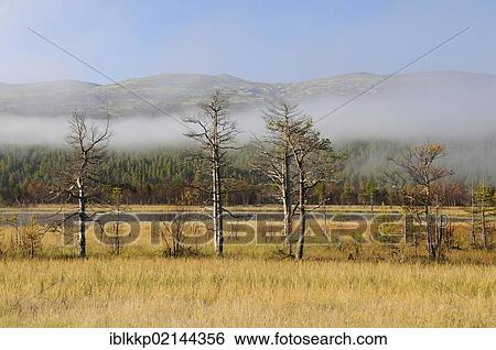 Marshy landscape covered with mist, Rondane National Park, Norway, Europe View Large Photo Image Stock Photograph - Marshy landscape covered with mist, Rondane National Park, Norway, Europe. Fotosearch