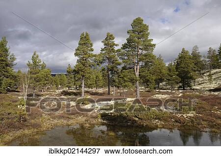 Marshy landscape in Rondane National Park, Norway, Europe View Large Photo Image Stock Photo - Marshy landscape in Rondane National Park, Norway, Europe. Fotosearch