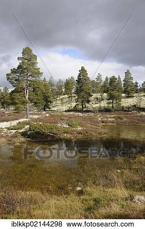 Marshy landscape in Rondane National Park, Norway, Europe View Large Photo Image Stock Photo - Marshy landscape in Rondane National Park, Norway, Europe. Fotosearch