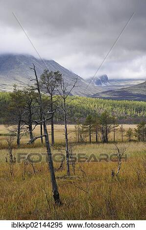 Marshy landscape in Rondane National Park, Norway, Europe View Large Photo Image Stock Photography - Marshy landscape in Rondane National Park, Norway, Europe. Fotosearch