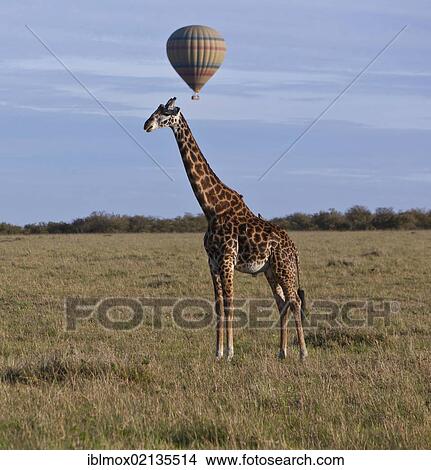 Picture - Masai giraffe (Giraffa camelopardalis tippelskirchi) with a hot air balloon over the Masai Mara Nature Reserve in the morning, Kenya, East Africa, Africa, PublicGround, Africa. Fotosearch