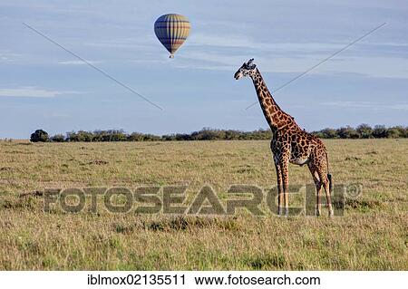 Stock Image - Masai giraffe (Giraffa camelopardalis tippelskirchi) with a hot air balloon over the Masai Mara Nature Reserve in the morning, Kenya, East Africa, Africa, PublicGround, Africa. Fotosearch