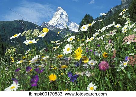 Matterhorn with flower meadow, Valais, Schweiz View Large Photo Image Stock Image - Matterhorn with flower meadow, Valais, Schweiz. Fotosearch