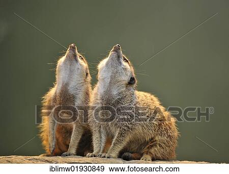 Meerkats (Suricata suricatta) looking up View Large Photo Image Stock Photo - Meerkats (Suricata suricatta) looking up. Fotosearch