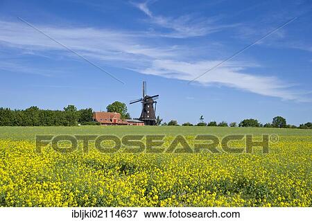 Mill in the Mills and Agricultural museum, Lemkenhafen, Fehmarn island, Baltic Sea, Schleswig-Holstein, Germany, Europe View Large Photo Image Stock Photo - Mill in the Mills and Agricultural museum, Lemkenhafen, Fehmarn island, Baltic Sea, Schleswig-Holstein, Germany, Europe. Fotosearch
