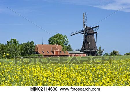 Mill in the Mills and Agricultural museum, Lemkenhafen, Fehmarn island, Baltic Sea, Schleswig-Holstein, Germany, Europe View Large Photo Image Stock Photo - Mill in the Mills and Agricultural museum, Lemkenhafen, Fehmarn island, Baltic Sea, Schleswig-Holstein, Germany, Europe. Fotosearch