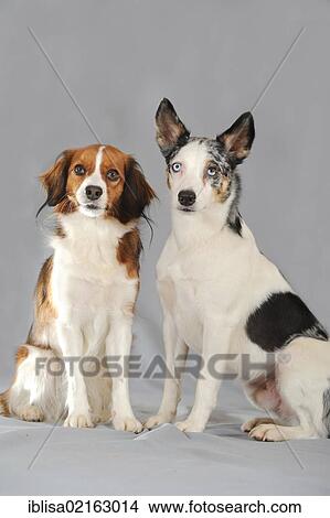 Mixed-breed dog and a Kooikerhondje, sitting View Large Photo Image Picture - Mixed-breed dog and a Kooikerhondje, sitting. Fotosearch