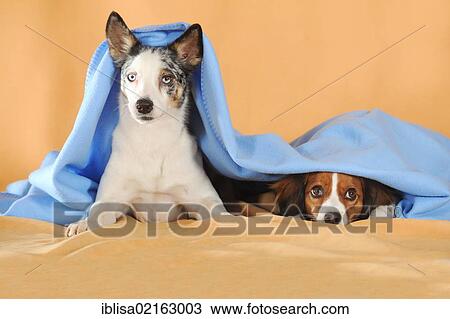 Mixed-breed dog and a Kooikerhondje looking out from under a blue blanket View Large Photo Image Stock Image - Mixed-breed dog and a Kooikerhondje looking out from under a blue blanket. Fotosearch