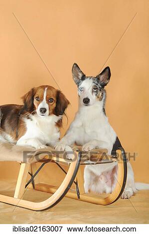 Stock Photo - Mixed-breed dog and a Kooikerhondje sitting on and beside a sled. Fotosearch