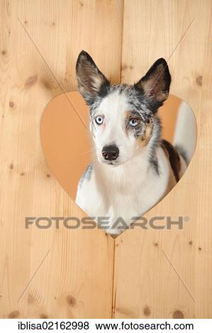 Stock Photo - Mixed-breed dog looking through a wooden heart. Fotosearch