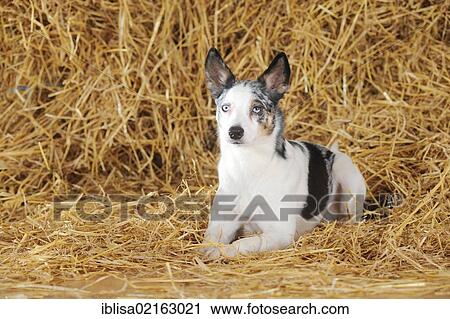 Mixed-breed dog lying in the straw View Large Photo Image Stock Image - Mixed-breed dog lying in the straw. Fotosearch