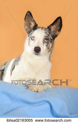 Mixed-breed dog lying on a blue blanket with its paws crossed View Large Photo Image Stock Photography - Mixed-breed dog lying on a blue blanket with its paws crossed. Fotosearch