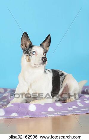 Mixed-breed dog lying on a purple blanket View Large Photo Image Stock Photograph - Mixed-breed dog lying on a purple blanket. Fotosearch