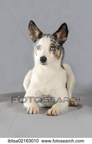 Stock Image - Mixed-breed dog, lying. Fotosearch