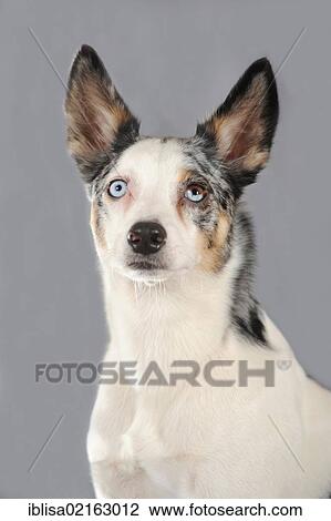 Mixed-breed dog, portrait View Large Photo Image Stock Image - Mixed-breed dog, portrait. Fotosearch