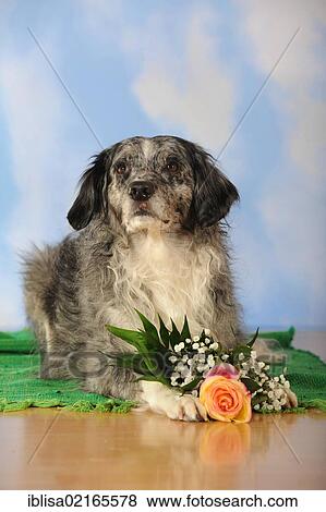 Stock Photo - Mixed-breed dog with flowers lying between its paws. Fotosearch