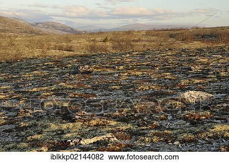 Mountain landscape in Rondane National Park, Norway, Europe View Large Photo Image Stock Image - Mountain landscape in Rondane National Park, Norway, Europe. Fotosearch