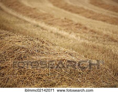 Mowed cornfield near Ottmaring, Bavaria, Germany, Europe View Large Photo Image Stock Image - Mowed cornfield near Ottmaring, Bavaria, Germany, Europe. Fotosearch