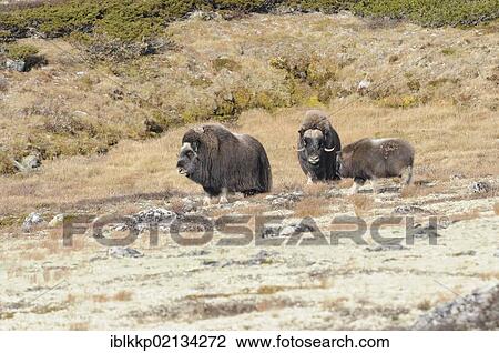 Stock Image - Musk oxen (Ovibos moschatus) in Dovrefjell Sunndalsfjella National Park, Norway, Europe. Fotosearch