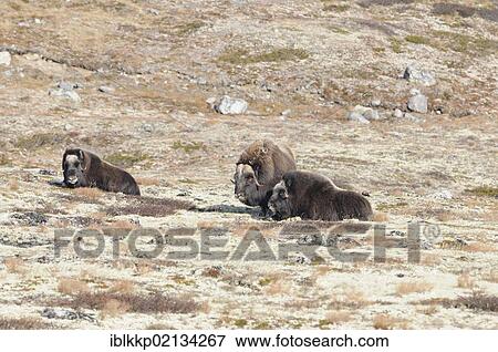 Stock Photo - Musk oxen (Ovibos moschatus) in Dovrefjell Sunndalsfjella National Park, Norway, Europe. Fotosearch